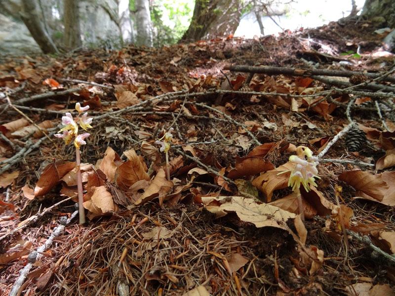 Epipogium aphyllum